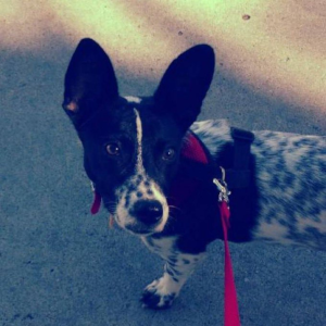 Ada - Anatoly Yakovenko's Dog