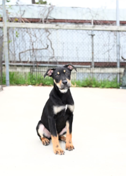 Heartwarming shelter dog